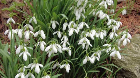 Closeup of the tiny white flowers of Snowdrop, also kown as Galanthus nivalis Stock Footage 267725476