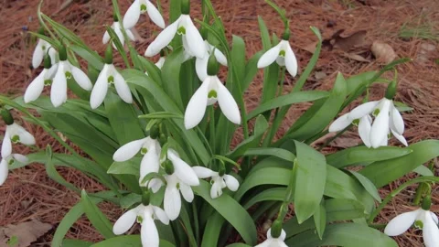 Closeup of the tiny white flowers of Snowdrop, also kown as Galanthus nivalis Stock Footage 267725488