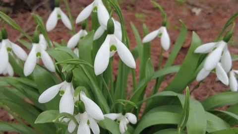 Closeup of the tiny white flowers of Snowdrop, also kown as Galanthus nivalis Stock Footage 267725490