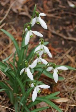 Closeup of the tiny white flowers of Snowdrop Stock Photos