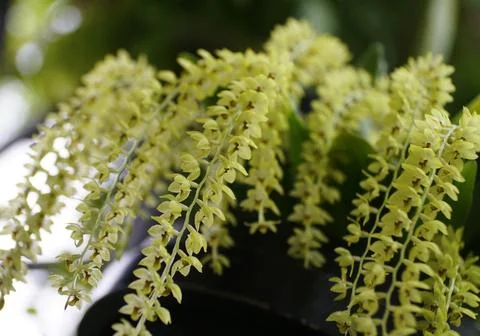 Closeup of the tiny yellow orchids with scientific name 'Dendrochilum uncat.. Foto stock