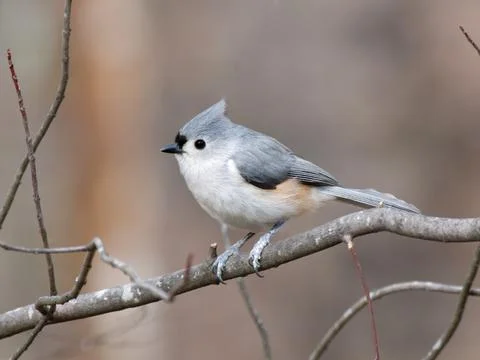 Closeup of Titmouse bird Foto stock