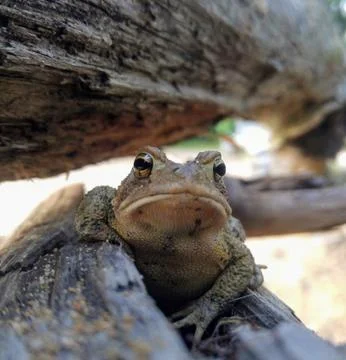 Closeup of a Toad (Bufonidae) Resting in a Hiding Place on A Log in the Forest Stock Photos