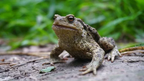 Closeup of the toad Stock Footage 82467613