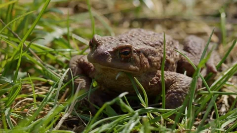 A CloseUp of a Toad Found in Its Natural Habitat Surrounded by Lush Green Grass Stock Footage 307790152