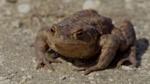 Closeup of a toad in its habitat, highlighting its unique texture and features Stock Footage 313284377