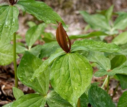 Closeup of toadshade trillium after spring shower 库存照片