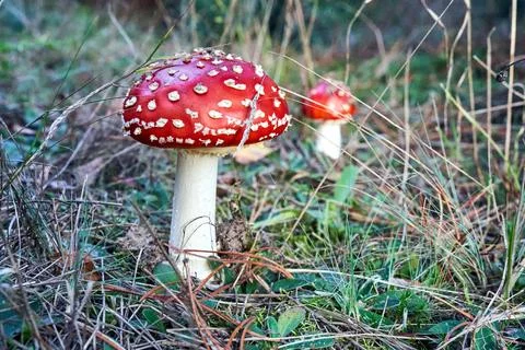 Closeup of toadstool fungus among forest heather bushes during autumn Stock Photos