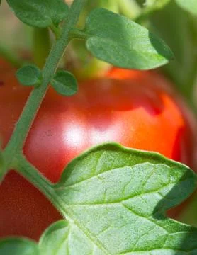 Closeup tomato Stock Photos