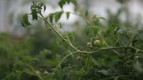 Closeup of Tomato Plant 動画素材 594420