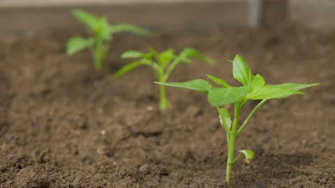 Closeup Of Tomato Plants In Soil Stock Footage 154232018