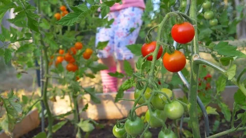 Closeup of tomatoes in a garden. Slow motion of little girl running and playing. Stock Footage 112761429