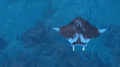 Closeup top down tracking follows manta ray gliding in stunning turquoise Stock Footage 267865683