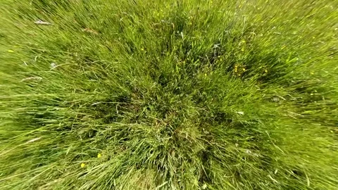 Closeup top down view on high grass Stock Footage 277793743