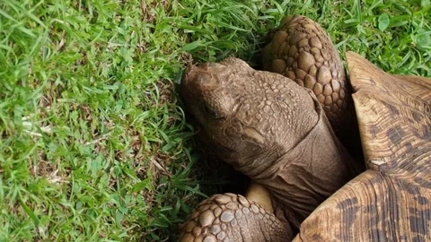A Closeup Top Down View of a Leopard Tortoise Eating Grass Stock Footage 346186654