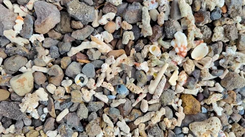 Closeup top down view of pieces of dead coral reef washed ashore on beach in Stock Footage 344023800