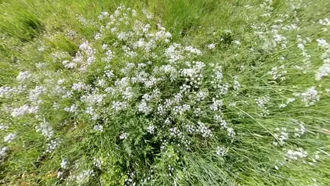 Closeup top down view on yarrow in summer - Schafgarbe Stock Footage 277794123