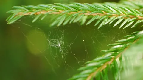 Closeup of the top of a pine tree which has spiderweb in between the needles Stock Footage 54649782