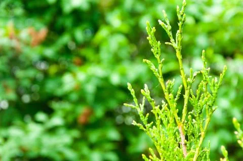 Closeup Of The Top Of A Pine Tree Which Has Spiderweb in the garden. Stock Photos
