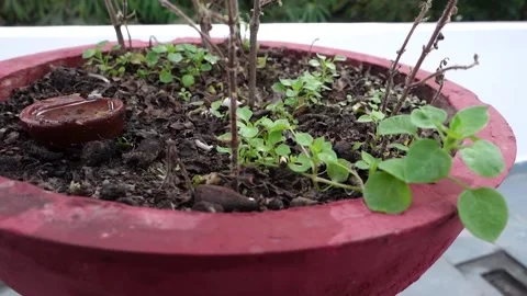flower plant online Hibiscus Plant main image 0