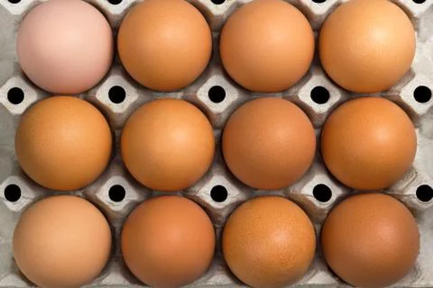 Closeup top view angle of fresh egg. Stock Photos