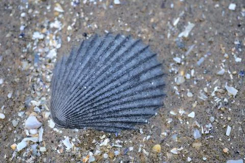 Closeup top view of black seashell lying in wet sea sand at Blackrock Beach Stock Photos