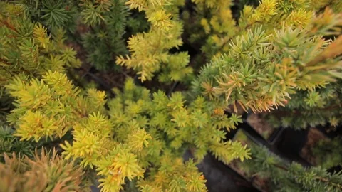 Closeup top view of coniferous potted plants Stock Footage 122943877