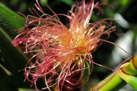A closeup top view of corn silk Stock Photos