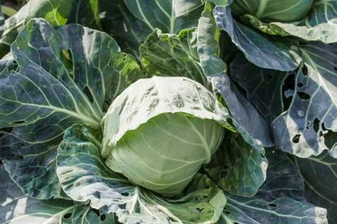 Closeup top view of fresh green cabbage maturing heads growing in vegetable f Stock Photos