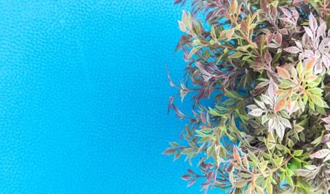 Closeup top view green tree or plant in flowerpot with blue table background Stock Photos