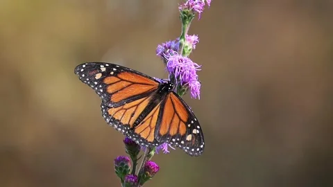 Closeup top view of a Monarch Butterfly feeding on Blazing Star in Minnesota Stock Footage 343689880