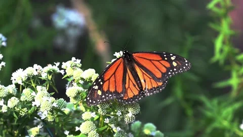 Closeup top view of a Monarch Butterfly feeding on a Mountain Mint plant Stock Footage 343689888