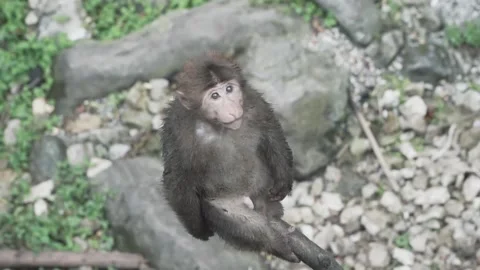 Closeup top view of a monkey sitting on the tree Stock Footage 221332866