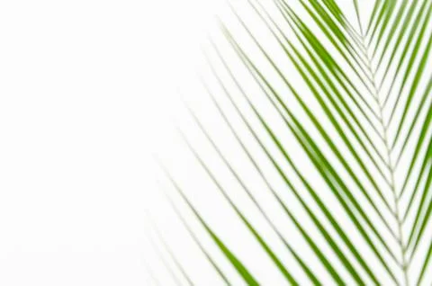 Closeup top view palm leaf white background with copy space for text or banner Stock Photos