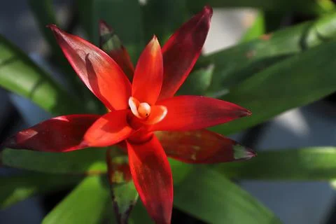 Closeup top view of red bromeliad leaf stalks Stock Photos