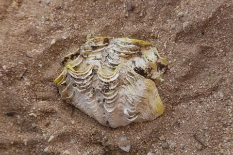Closeup top view of seashell isolated on sandy surface of tropical beach Stock Photos