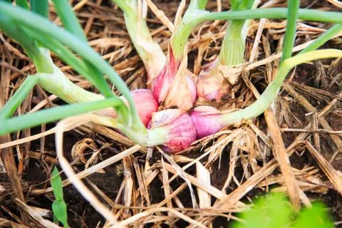 Closeup top view of shallot. Foto stock