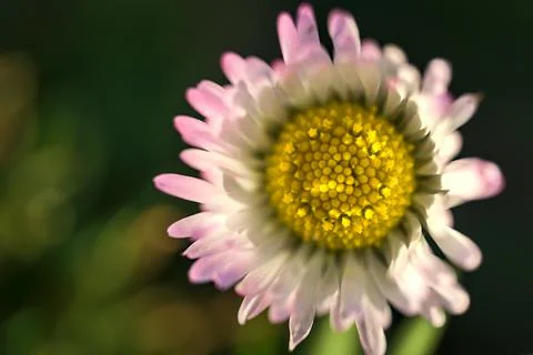 Closeup top view of small single low growing chamomile (Mayweed) pinkish flower Stock Photos