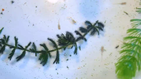 Closeup top view of tiny baby guppy fish swimming cheerfully 스톡 동영상 99492366