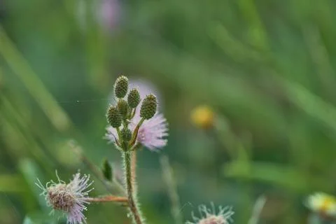 Closeup to top view young Sensitive Plant Flower, Mimosa Pudica with small be Stock Photos