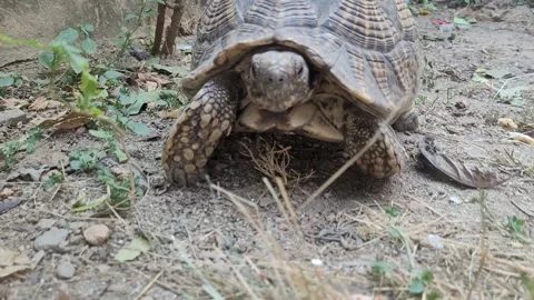 Closeup of tortoise walking freely on field in nature Video stock 322210802