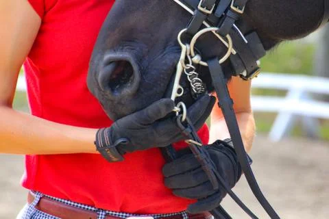 Closeup of touching black horse's muzzle. Stock Photos