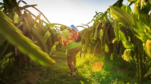 Closeup Tourist Photos Dragon Fruit Plantation Stock Footage