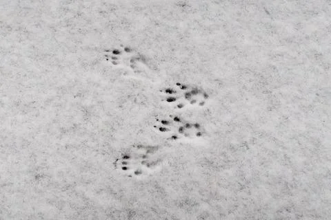 Closeup of traces of a red squirrel (Sciurus vulgaris) in fresh snow Foto stock