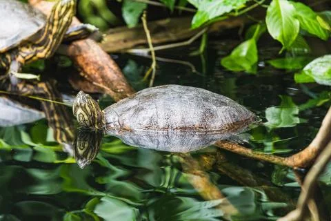Closeup of a trachemys scripta yellow slider turtle at water Stock Photos