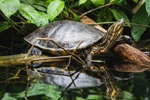 Closeup of a trachemys scripta yellow slider turtle at water Stock Photos