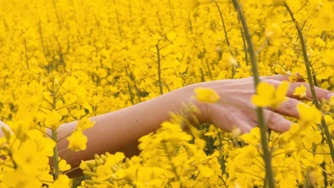 Closeup Tracking Shot of A Hand Touching Through a Canola Field 스톡 동영상 116598090