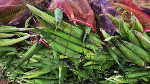 Closeup Tracking Shot of Harvested Maize Cobs Stacked in Mesh Bags After Farm Stock Footage 340973770