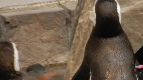 Closeup Tracking Shot Penguins Moving Around In Habitat Video stock 225717211