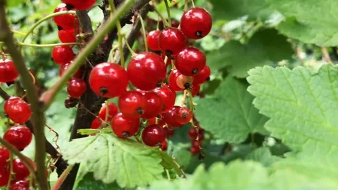 Closeup tracking shot of redcurrant berries Stock Footage 95755520